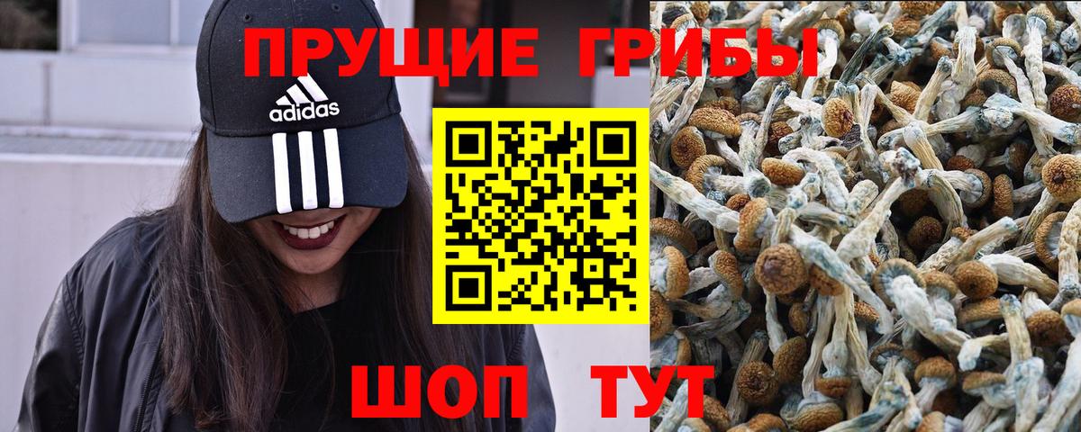 Галлюциногенные грибы Psilocybine cubensis Кулебаки